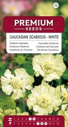 Caucasian Scabious White Seeds